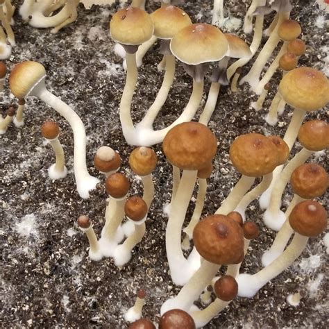 Ksss mushroom strain  Enjoy our Koh Samui Super Strain Mushroom Spores – Psilocybin Syringe for sale